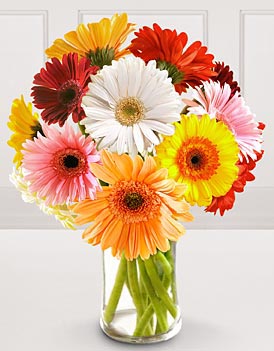 Touch Gerbera