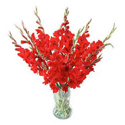 1 Dozen Gladiolus In Vase