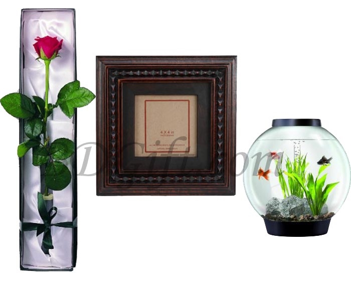 Red Rose W/ Aquarium & Frame