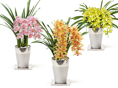 Cymbidium Arch