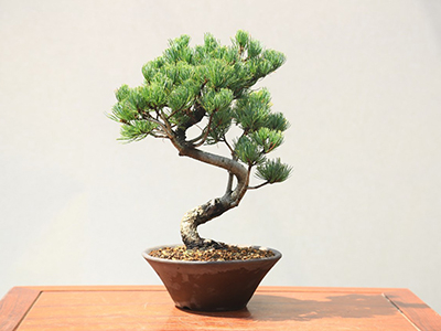 Premium Bonsai Goyomatsu