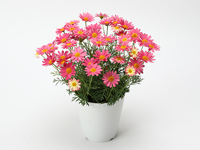 Marguerite ~ Simply Coral ~