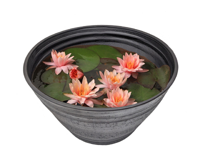 Water lily ～Water lily Suiren ~
