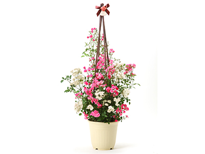 Miniature Rose (Pink & White)