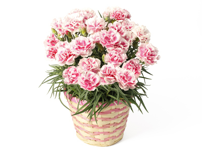 Carnation