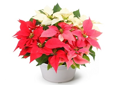 Poinsetia-Illumination-