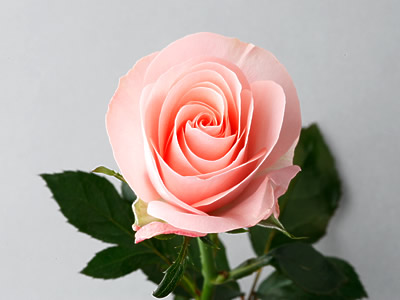 Rose of March:Esther (Small)