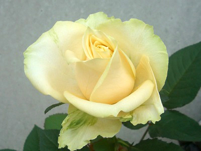 Rose of April:Peach Avalanche (Small)