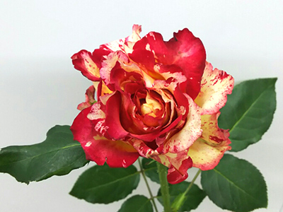 Rose of July:Red Intuition (Small)
