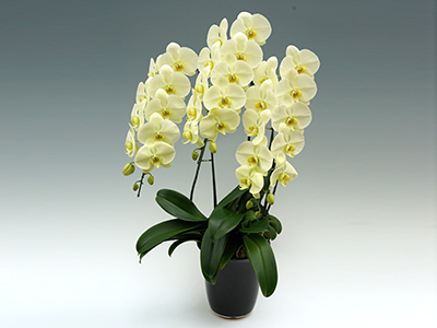 Green Earth (3 Stems)