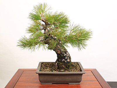 Premium Bonsai