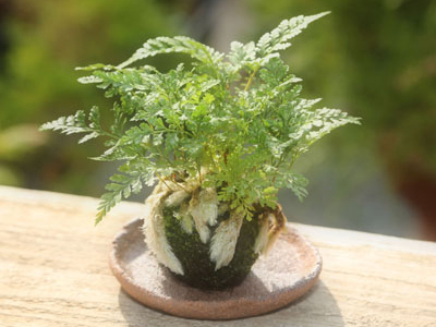 Moss ball"Shinobu"