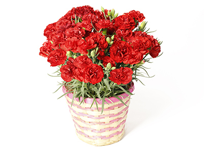 Carnation Cantabile
