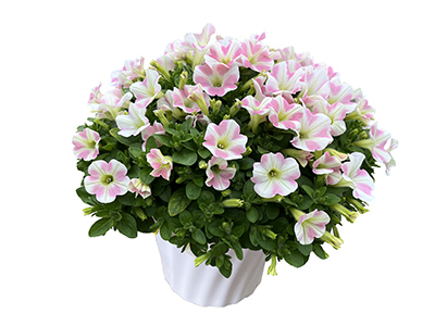 Trellis style climbing rose