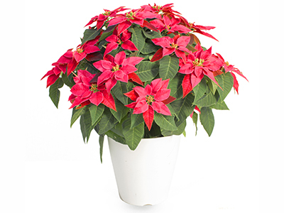 Prinsetia-Rouge-