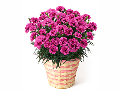 Carnation ～Strawberry Cream