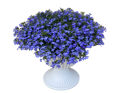 English Lavender～Honoka