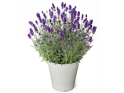 English Lavender~Honoka~