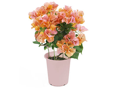 Bougainvillea~California Orange~