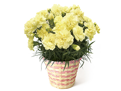 Carnation ~Honey Moon~