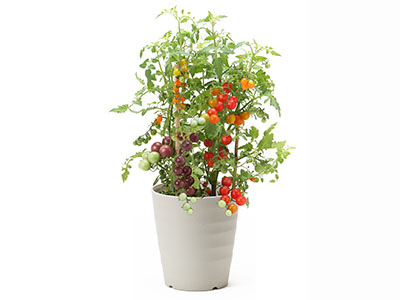 Mini tomato 3 color mix