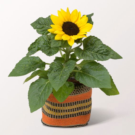 Sunflower in a Sisal Basket