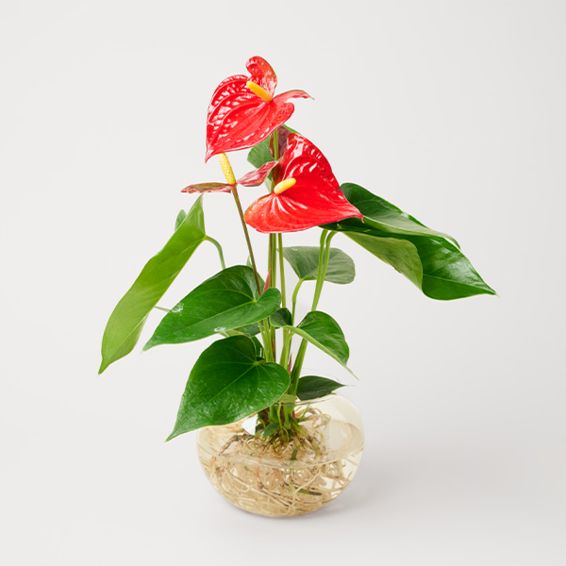 Red Anthuria as Water Plant