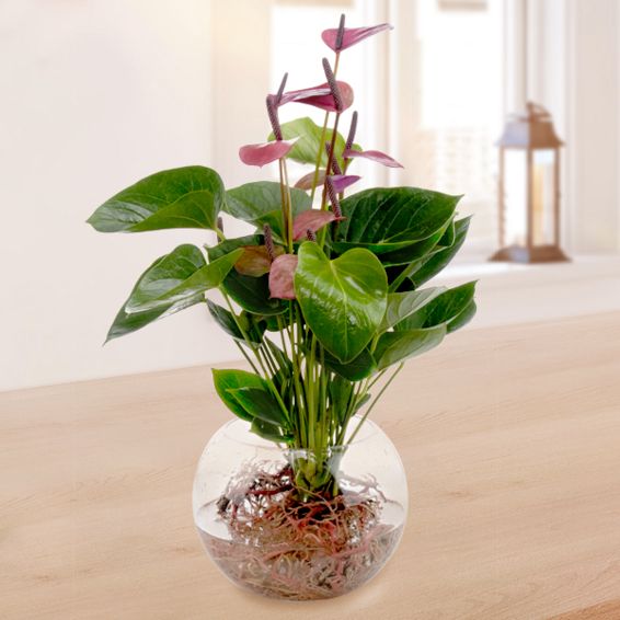 Water Plant Anthurie Baby Purple