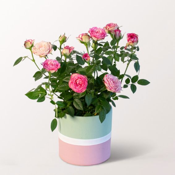 Rose Carousell in a Sweet Pot