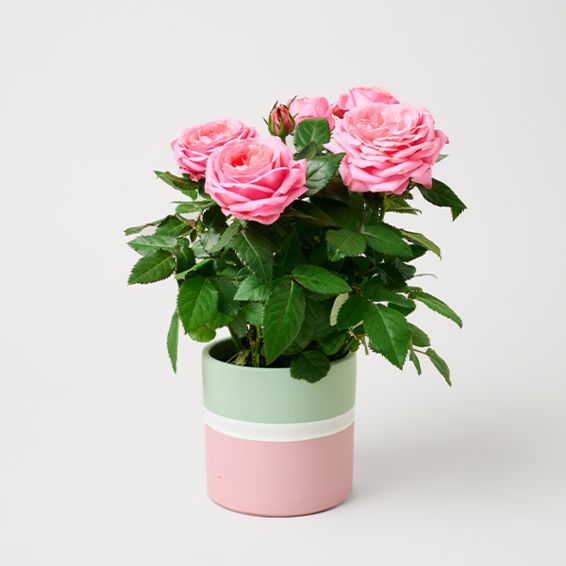 Light Pink Rose in a Modern Ceramic Pot