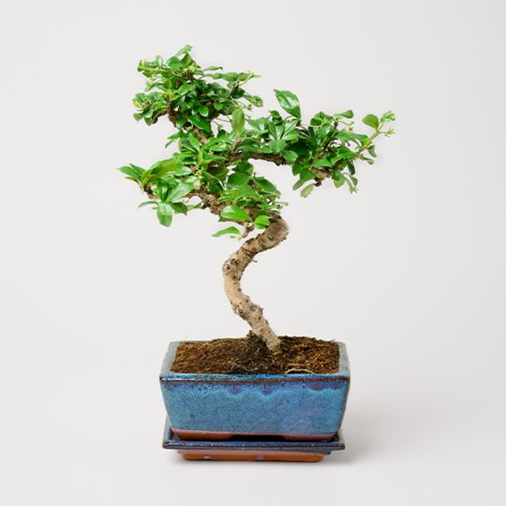 Bamboo Zelkova (approx. 20 cm)