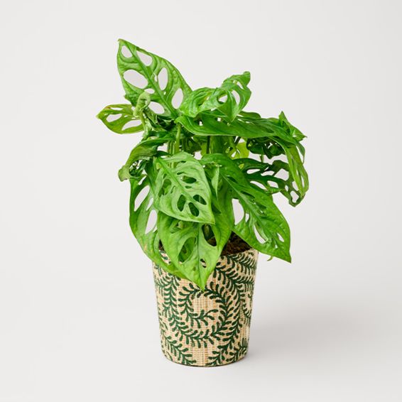 Monstera in a decorative Plant Pot