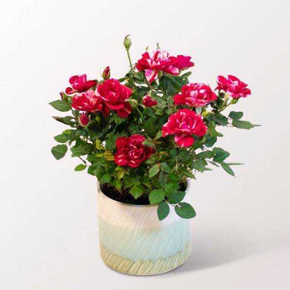 Yellow-Red Rose in a Decorative Ceramic Pot