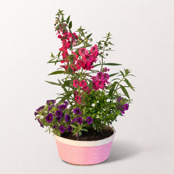 Summer Lights in a Rose Basket