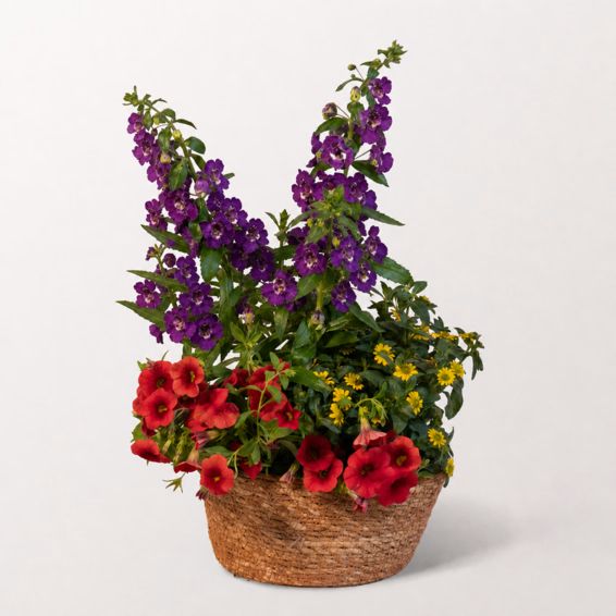 Summer Breeze in a Seegras Bowl