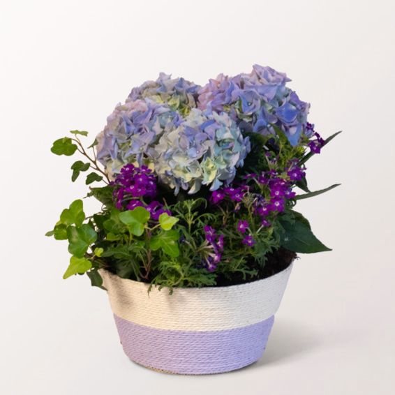 Summer Magic in Purple and White