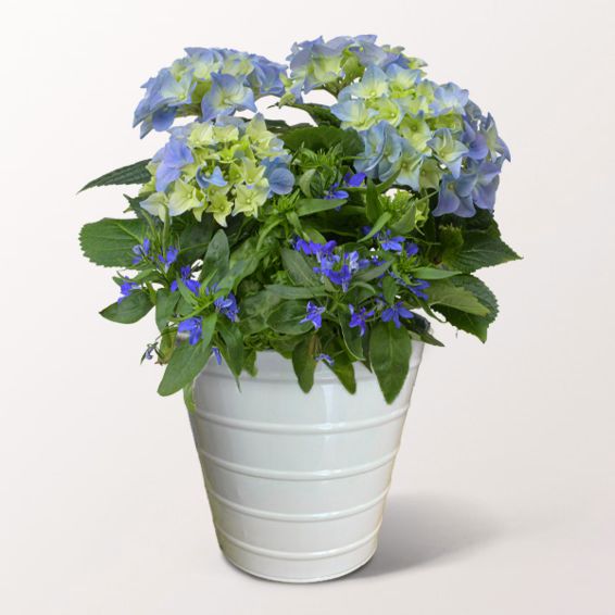 Blue Hydrangea in a decorative Zinc Pot