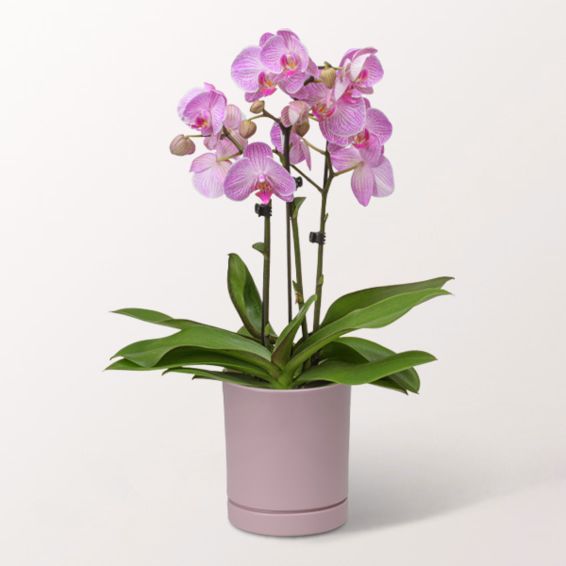 Pink Orchid in a bubbly pot