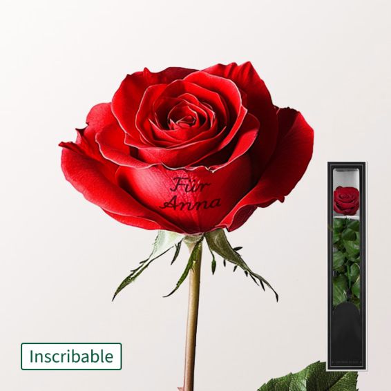 Labelable red, long-lasting Rose with Stem