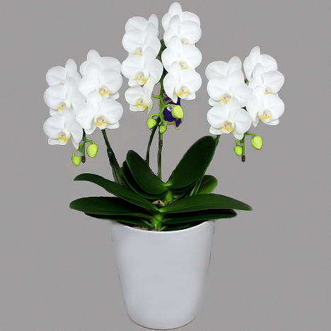 Super Amabilis Standard