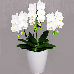 Super flax Billiton scan Standard