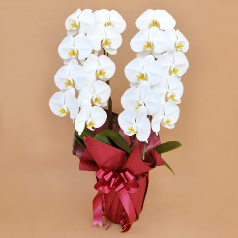 Phalaenopsis Orchid White 2 (18 or more)