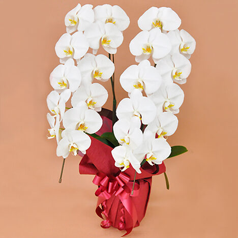 Phalaenopsis Orchid White 2 (22 or more)