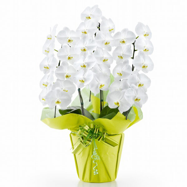 Phalaenopsis Orchid White 3 Stands (30 or more)