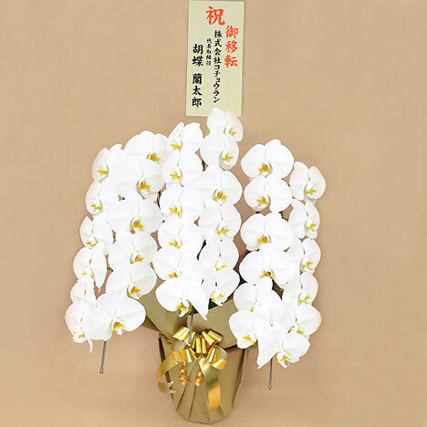 Phalaenopsis Orchid White 3 Stands (33 or more)