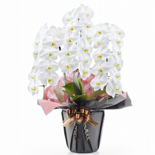Phalaenopsis Orchid White 3 Stands (33 or more)