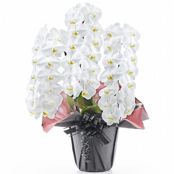 Phalaenopsis Orchid White 3 (42 or more)