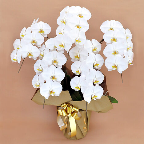 Phalaenopsis Orchid White 5 (35 or more)