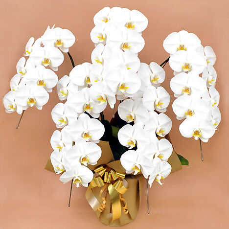 Phalaenopsis Orchid White 5 Stands (45 or more)