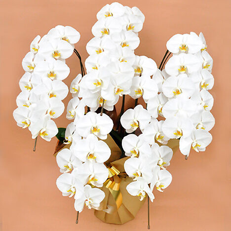 Phalaenopsis Orchid White 5 (55 or more)